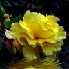 "Sun Drops"