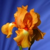 "Tangerine Fantasy"