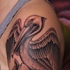 Pelican and Magnolias