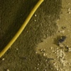 cord