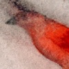 red bird detail