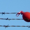 red balloon
