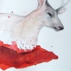 stag