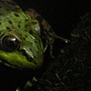 frog