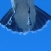 seagull