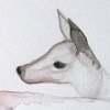 fawn