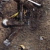 road kill