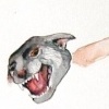 panther