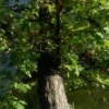 fallen tree