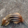 chipmunk