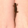 salamander