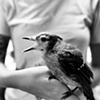 blue jay.