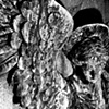 angel fossil 