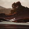 Morning Mist, Pacific Rim
