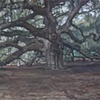 Angel Oak (overcast)