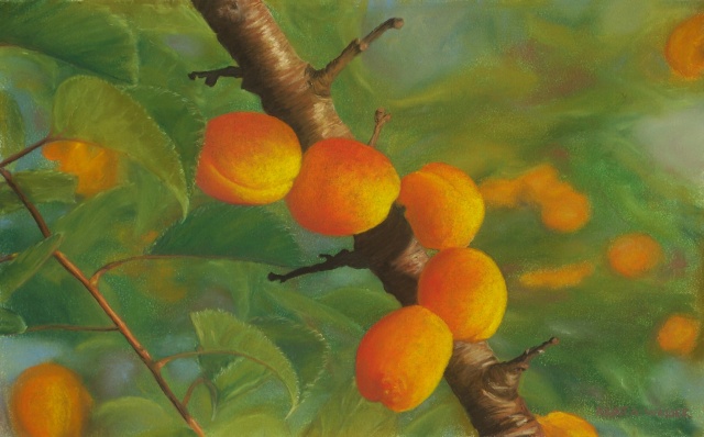 June Apricots