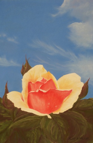 Rose Dew 2