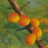 June Apricots