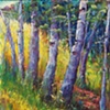 Birch Path