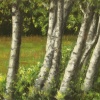 Birches