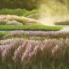 Morning Mist