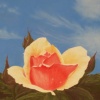 Rose Dew 2