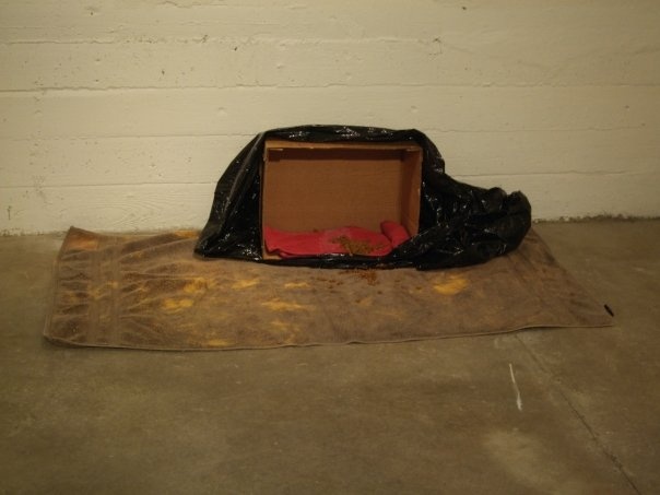 "Cat Shelter"