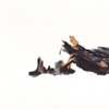 Roadkill