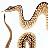 Snakes