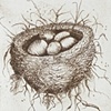 Nest Egg