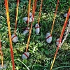 CICATRIZATION (b) (detail): Exploration of cultural attitudes and identity