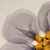 Purple Wallflower