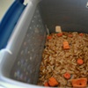 Home: Mealworm Farm