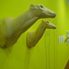 Whitetail; Left Turn Semi-Sneak
Fluorescent Paint

MFA Thesis Exhibition
Tufts University, Medford, MA
