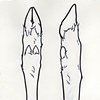 Untitled (Deer Hooves)
Sharpie and Paint Marker on Paper
8.5 x 11 Inches

Preparatory Drawing