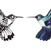 Duet (Hummingbirds)
