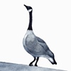 East Side Goose
