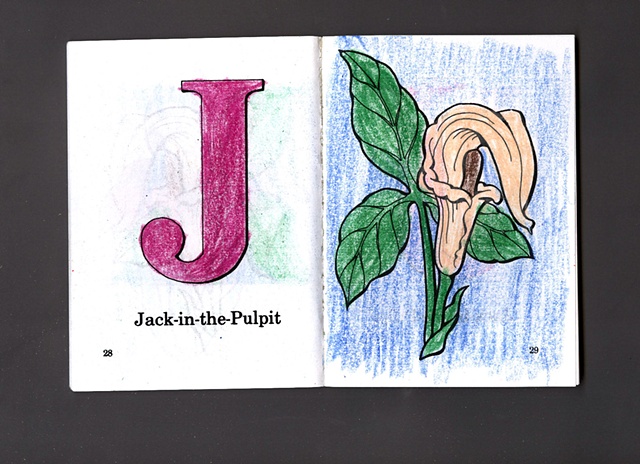 J Is For Jack-in-the-Pulpit