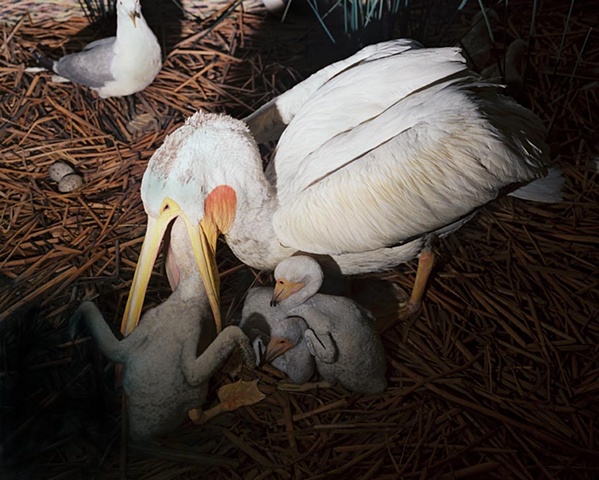Pelican