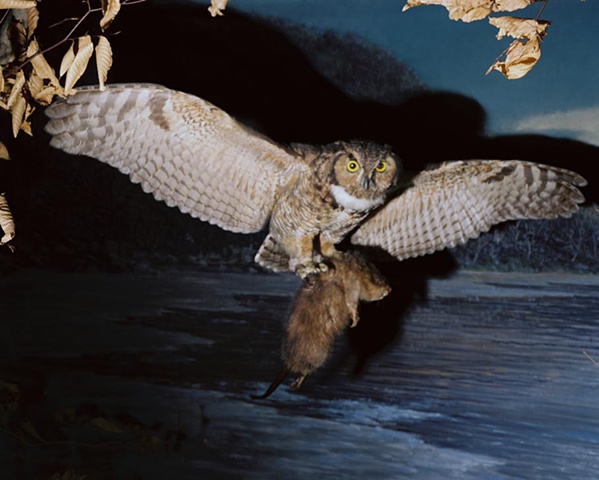 Owl