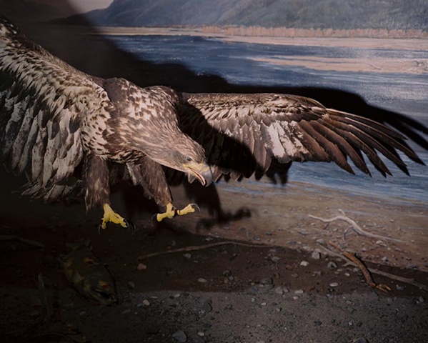 Brown Eagle