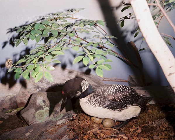 Loon