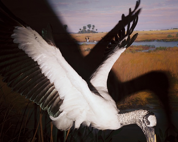 Wood Stork