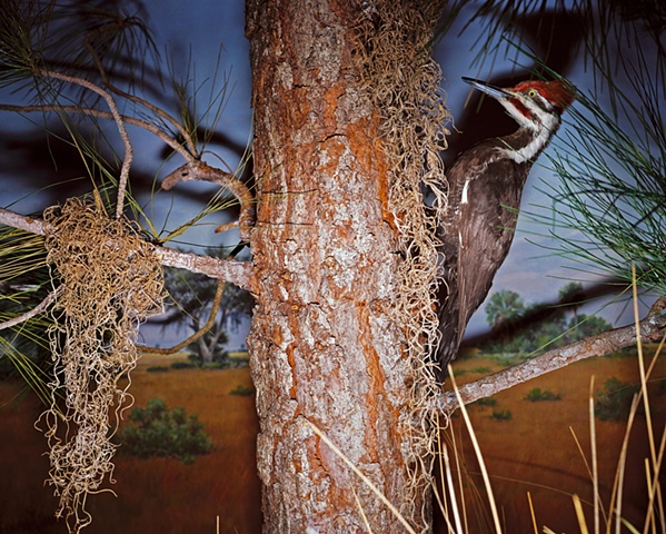 Ivory Billed Woodpecker