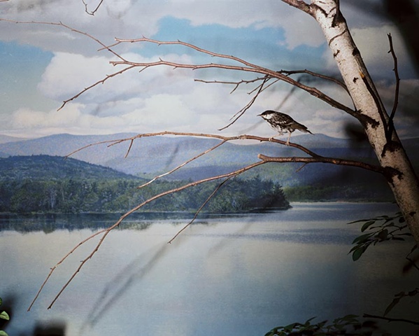 Perching Bird