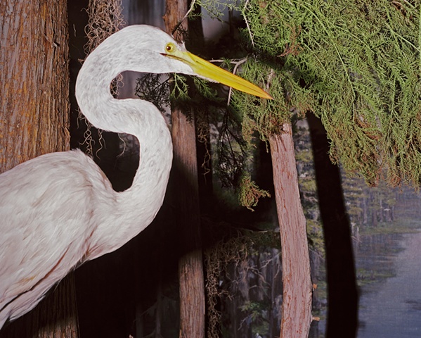 Egret