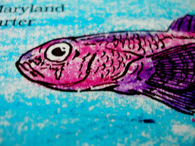 Maryland Darter