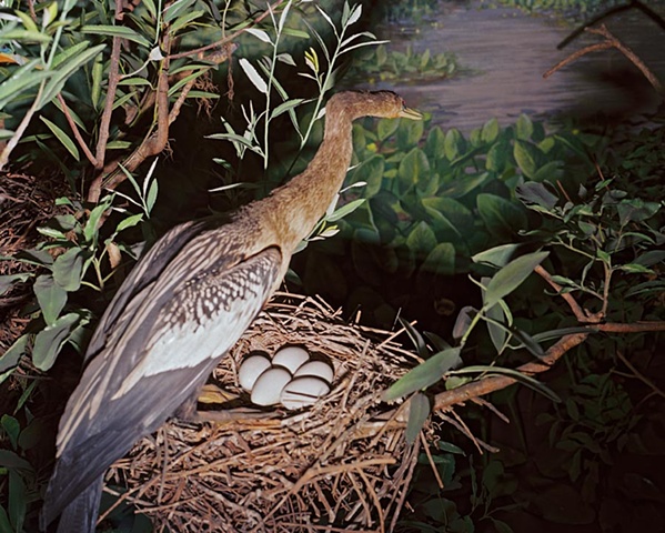 Anhinga