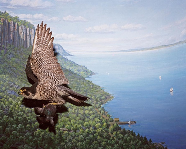 Peregrine Falcon