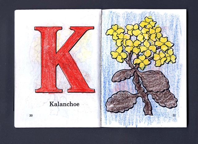 K Is For Kalanchoe
